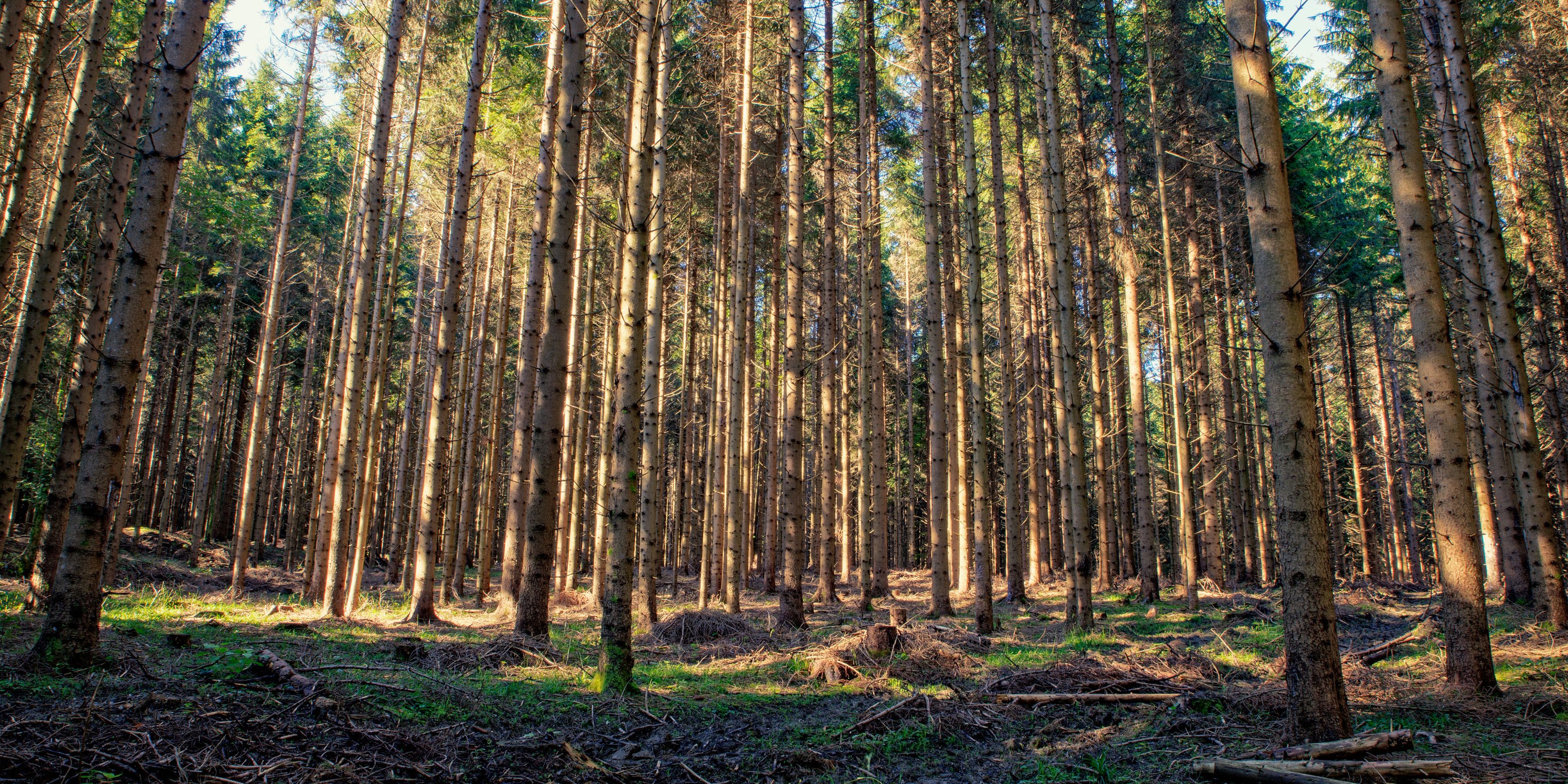 Forêt d'épicéa