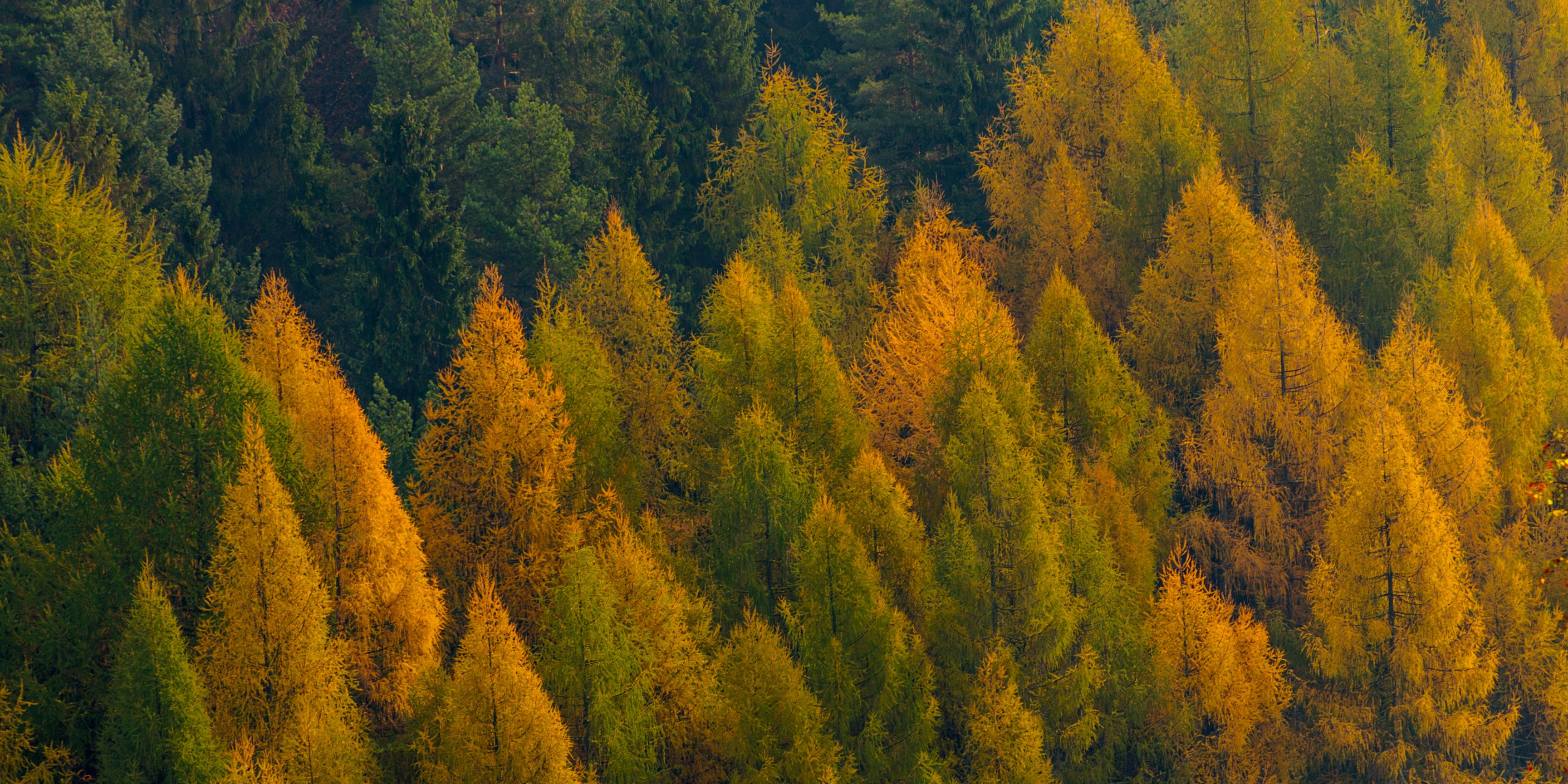 Forêt de Mélèze